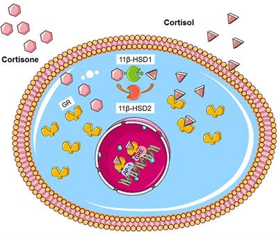 Glucocorticoid Metabolism in Obesity and Following Weight Loss